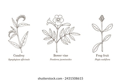 Collection of edible and medicinal plants. Hand drawn botanical vector illustration