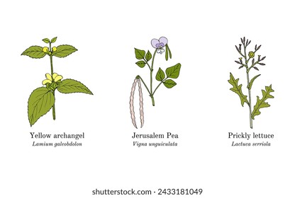 Collection of edible and medicinal plants. Hand drawn botanical vector illustration