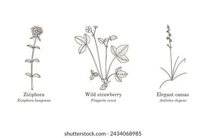 Collection of edible and medicinal plants. Hand drawn botanical vector illustration