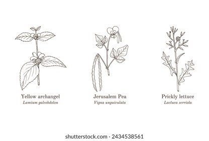 Collection of edible and medicinal plants. Hand drawn botanical vector illustration