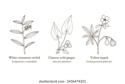 Collection of edible and medicinal plants. Hand drawn botanical vector illustration