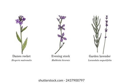Collection of edible and medicinal plants. Hand drawn botanical vector illustration