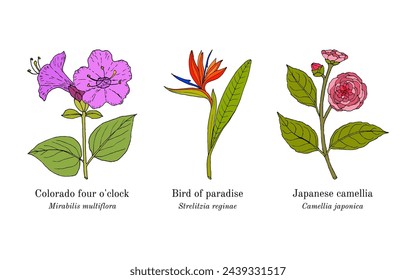 Collection of edible and medicinal plants. Hand drawn botanical vector illustration