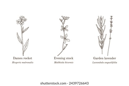 Collection of edible and medicinal plants. Hand drawn botanical vector illustration