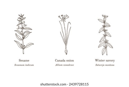 Colección de plantas comestibles y medicinales. Dibujado a mano ilustración vectorial botánica