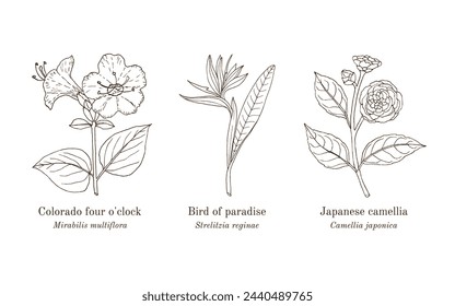 Collection of edible and medicinal plants. Hand drawn botanical vector illustration