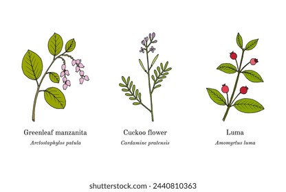 Collection of edible and medicinal plants. Hand drawn botanical vector illustration