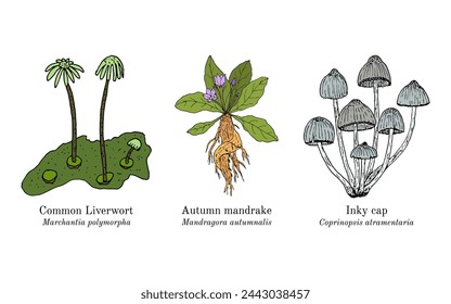 Collection of edible and medicinal plants. Hand drawn botanical vector illustration