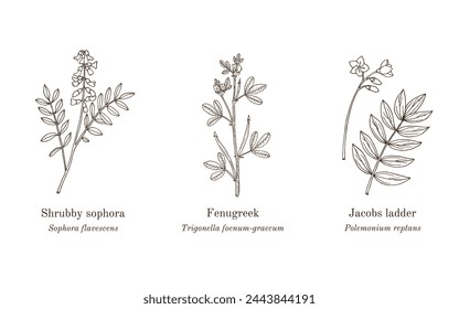 Colección de plantas comestibles y medicinales. Dibujado a mano ilustración vectorial botánica