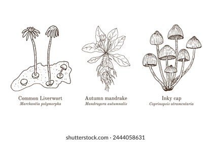 Colección de plantas comestibles y medicinales. Ilustración vectorial botánica dibujada a mano