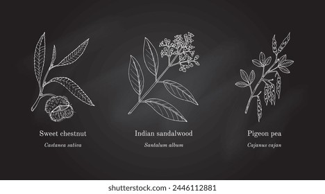 Collection of edible and medicinal plants. Hand drawn botanical vector illustration