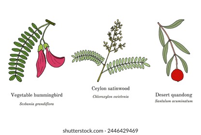 Collection of edible and medicinal plants. Hand drawn botanical vector illustration