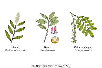 Collection of edible and medicinal plants. Hand drawn botanical vector illustration