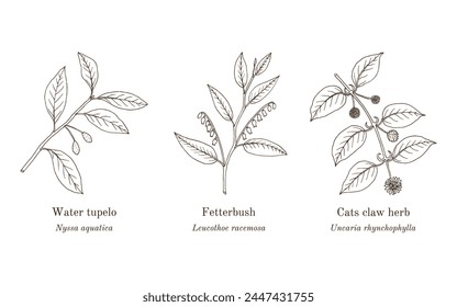 Collection of edible and medicinal plants. Hand drawn botanical vector illustration