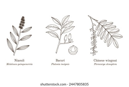 Kollektion von essbaren Pflanzen und Heilpflanzen. Handgezeichnete botanische Vektorillustration