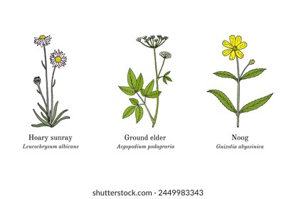 Collection of edible and medicinal plants. Hand drawn botanical vector illustration