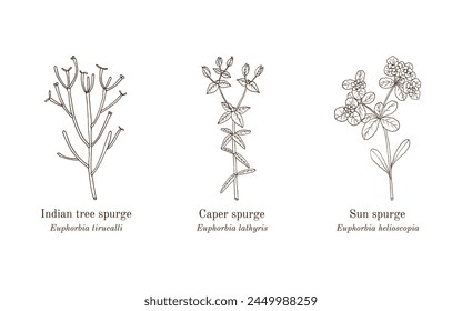 Collection of edible and medicinal plants. Hand drawn botanical vector illustration
