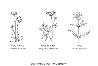 Collection of edible and medicinal plants. Hand drawn botanical vector illustration