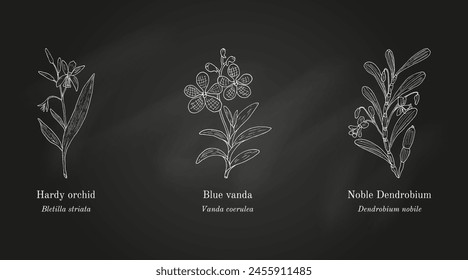 Collection of edible and medicinal plants. Hand drawn botanical vector illustration