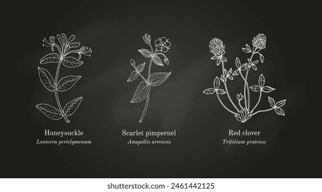 Collection of edible and medicinal plants. Hand drawn botanical vector illustration