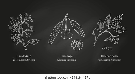 Kollektion von essbaren Pflanzen und Heilpflanzen. Handgezeichnete botanische Vektorillustration