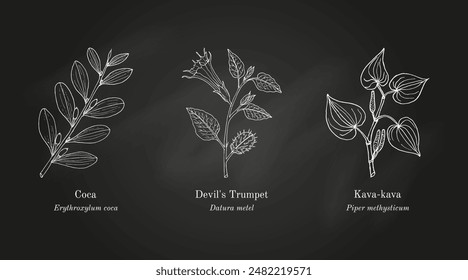 Collection of edible and medicinal plants. Hand drawn botanical vector illustration