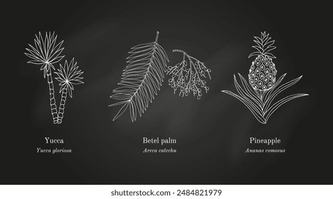 Collection of edible and medicinal plants. Hand drawn botanical vector illustration