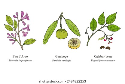 Kollektion von essbaren Pflanzen und Heilpflanzen. Handgezeichnete botanische Vektorillustration