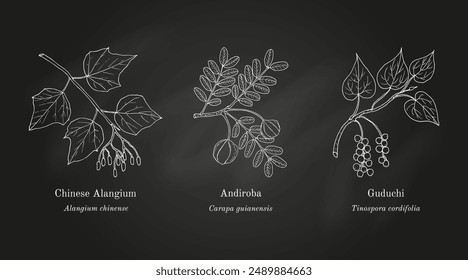 Collection of edible and medicinal plants. Hand drawn botanical vector illustration