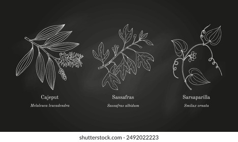 Collection of edible and medicinal plants. Hand drawn botanical vector illustration
