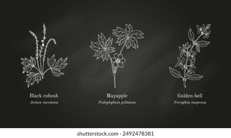 Collection of edible and medicinal plants. Hand drawn botanical vector illustration