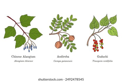 Collection of edible and medicinal plants. Hand drawn botanical vector illustration