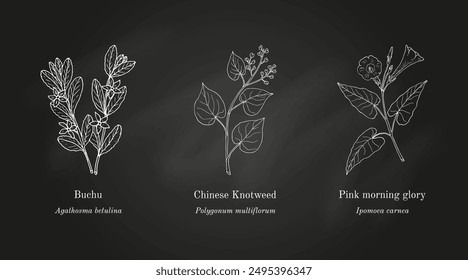 Collection of edible and medicinal plants. Hand drawn botanical vector illustration