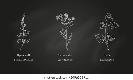 Collection of edible and medicinal plants. Hand drawn botanical vector illustration