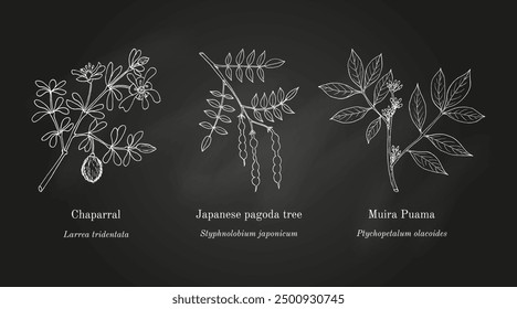 Collection of edible and medicinal plants. Hand drawn botanical vector illustration