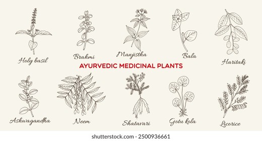 Collection of edible and medicinal plants. Hand drawn botanical vector illustration