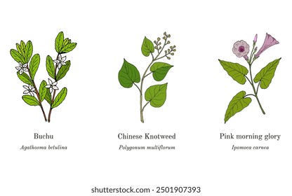 Collection of edible and medicinal plants. Hand drawn botanical vector illustration