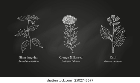 Collection of edible and medicinal plants. Hand drawn botanical vector illustration