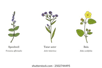 Collection of edible and medicinal plants. Hand drawn botanical vector illustration