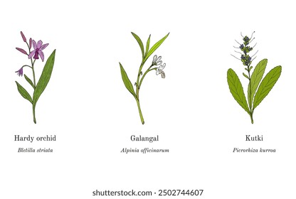 Collection of edible and medicinal plants. Hand drawn botanical vector illustration