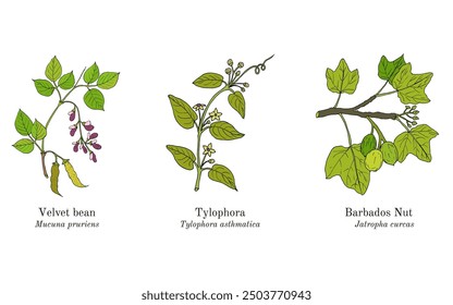 Collection of edible and medicinal plants. Hand drawn botanical vector illustration