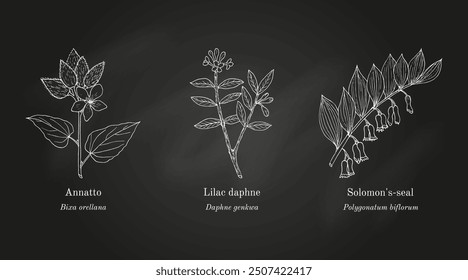 Collection of edible and medicinal plants. Hand drawn botanical vector illustration