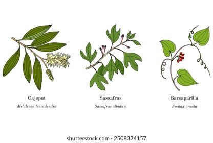 Collection of edible and medicinal plants. Hand drawn botanical vector illustration