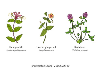 Collection of edible and medicinal plants. Hand drawn botanical vector illustration