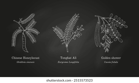 Colheita de plantas comestíveis e medicinais. Ilustração vetorial botânica desenhada à mão