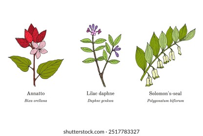 Colheita de plantas comestíveis e medicinais. Ilustração vetorial botânica desenhada à mão