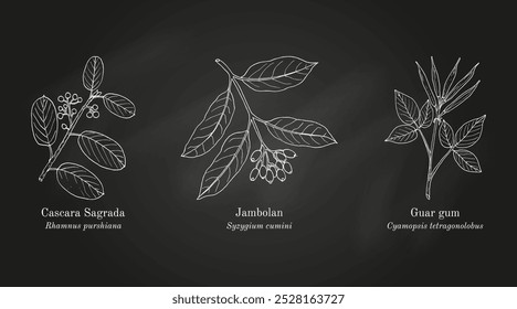 Colheita de plantas comestíveis e medicinais. Ilustração vetorial botânica desenhada à mão