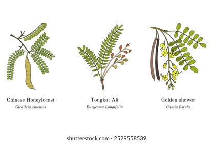 Collection of edible and medicinal plants. Hand drawn botanical vector illustration