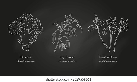 Colección de plantas comestibles y medicinales. Ilustración vectorial botánica dibujada a mano