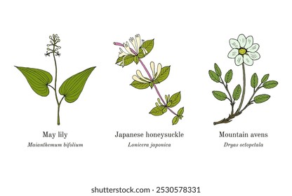 Colheita de plantas comestíveis e medicinais. Ilustração vetorial botânica desenhada à mão